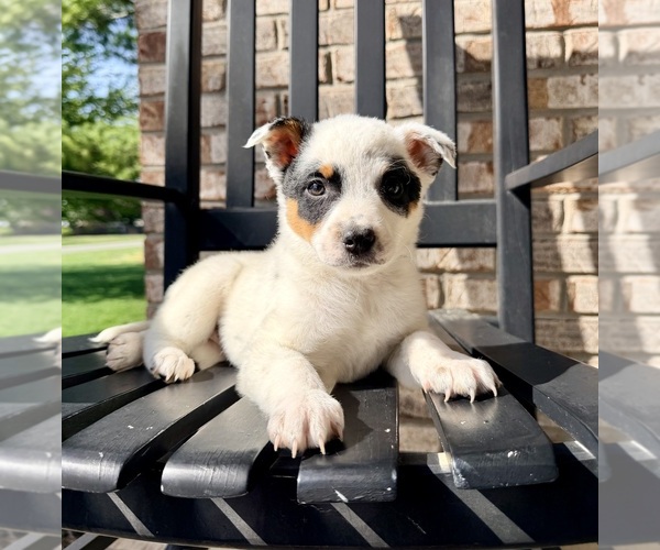 Medium Photo #1 Australian Cattle Dog Puppy For Sale in GREENFIELD, IN, USA
