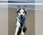 Small #3 Siberian Husky