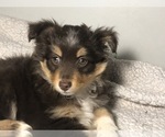 Small Photo #6 Australian Shepherd Puppy For Sale in GLUCKSTADT, MS, USA
