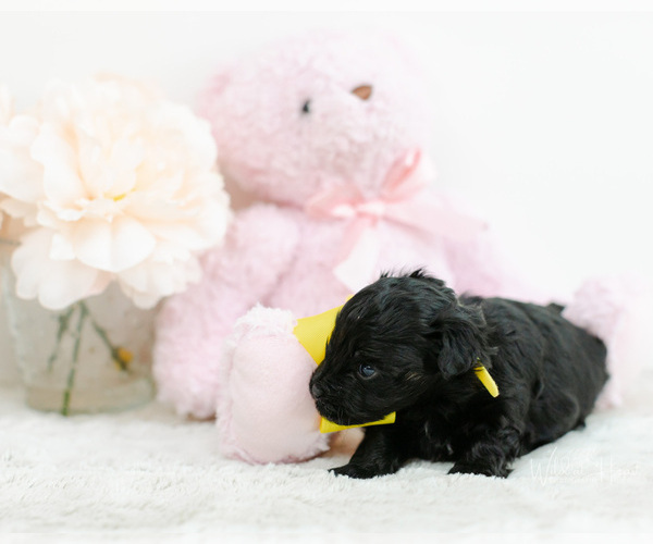 Medium Photo #2 Pomeranian-Poodle (Toy) Mix Puppy For Sale in LITTLE ROCK, AR, USA
