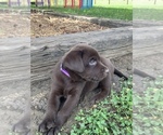 Small Photo #15 Labrador Retriever Puppy For Sale in ASHVILLE, AL, USA