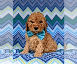 Cocker Spaniel-Poodle (Miniature) Mix Puppy for sale in CHRISTIANA, PA, USA