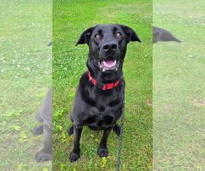 Shepradors Dogs for adoption in Rockaway, NJ, USA