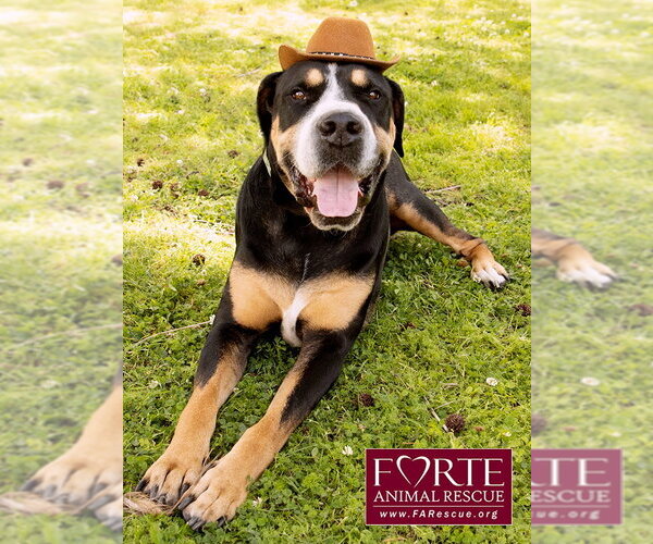 Medium Photo #2 Greater Swiss Mountain Dog Puppy For Sale in Marina del Rey, CA, USA