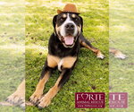 Small #1 Greater Swiss Mountain Dog