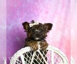Small #2 Yorkipoo