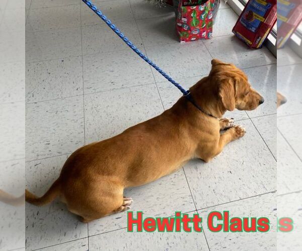 Medium Photo #7 Dachshund Puppy For Sale in San Antonio, TX, USA