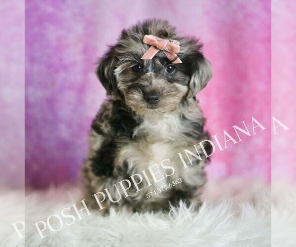 Medium Photo #58 Yorkipoo Puppy For Sale in WARSAW, IN, USA