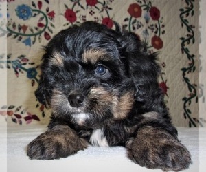 Miniature Bernedoodle-Unknown Mix Puppy for sale in WEST GROVE, PA, USA