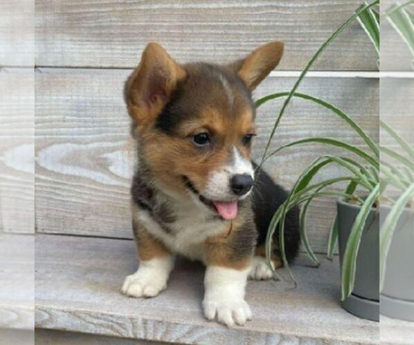Medium Photo #1 Pembroke Welsh Corgi Puppy For Sale in NORTHERN CAMBRIA, PA, USA