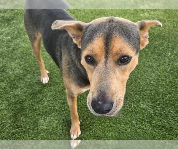 Medium Photo #5 Labrador Retriever-Unknown Mix Puppy For Sale in Houston, TX, USA