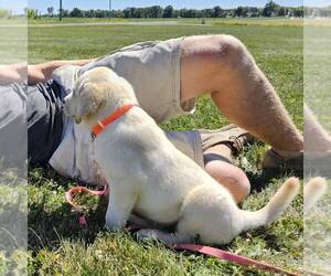 Labrador Retriever Puppy for sale in ARTHUR, IL, USA