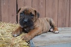 Small Photo #1 Boerboel Puppy For Sale in HONEY BROOK, PA, USA