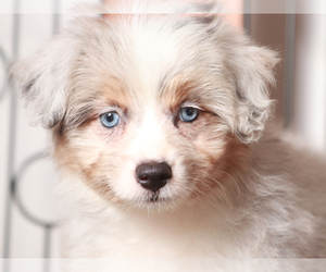 Aussiedoodle Miniature  Puppy for sale in NAPLES, FL, USA