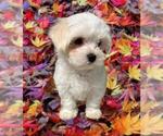Small Photo #7 Maltese Puppy For Sale in FORT WORTH, TX, USA