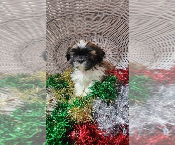 Medium Photo #5 Shih Tzu Puppy For Sale in GREENWOOD, WI, USA