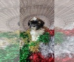 Small Photo #5 Shih Tzu Puppy For Sale in GREENWOOD, WI, USA