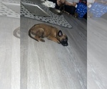 Small Photo #19 Belgian Malinois Puppy For Sale in SQUAW VALLEY, CA, USA
