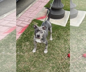American Bully Puppy for sale in NEWPORT NEWS, VA, USA