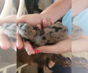 Pomeranian Puppy for Sale in LINCOLN PARK, Michigan USA