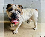 Small #1 Bulldog