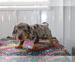 Small Photo #6 Dachshund Puppy For Sale in BEDFORD, IN, USA