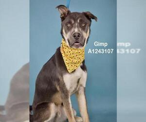 Siberian Husky Dogs for adoption in Bakersfield, CA, USA