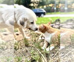 Small #6 Great Pyrenees