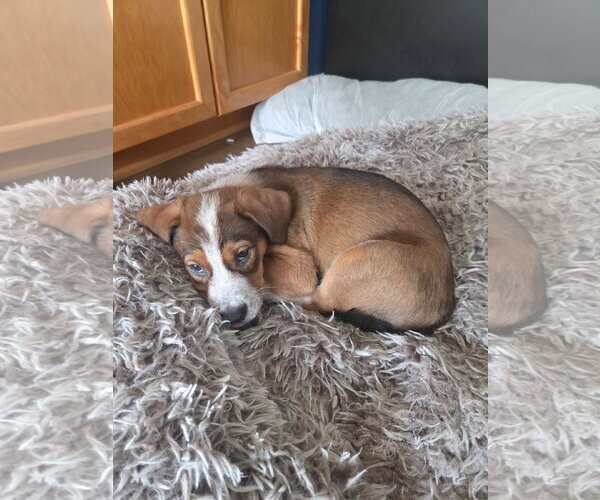 Medium Photo #3 Mutt Puppy For Sale in San Diego, CA, USA