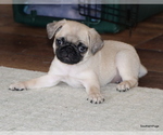 Small #1 Pug
