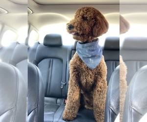 Father of the Goldendoodle puppies born on 09/30/2025