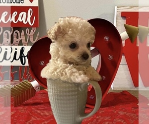 Poodle (Toy) Puppy for sale in ROANOKE, AL, USA