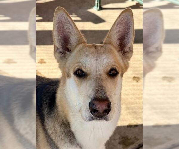 Medium Photo #3 German Shepherd Dog Puppy For Sale in Lodi, CA, USA