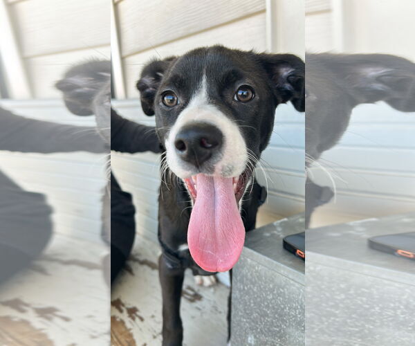 Medium Photo #1 Mutt Puppy For Sale in Tarrytown, GA, USA