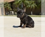 Small #5 French Bulldog