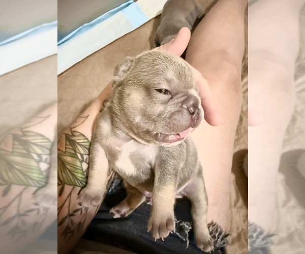 Medium Photo #3 French Bulldog Puppy For Sale in BIG RAPIDS, MI, USA