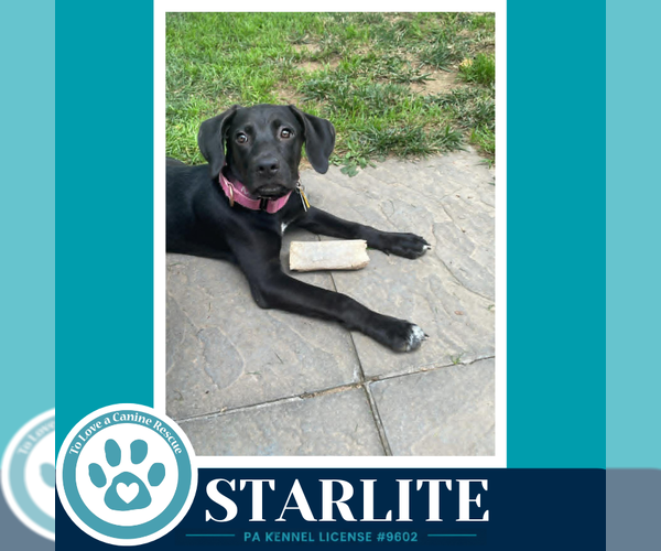Medium Photo #2 Labrador Retriever-Unknown Mix Puppy For Sale in Kimberton, PA, USA