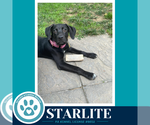Small #1 Labrador Retriever Mix