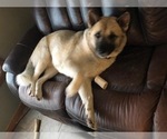 Small Photo #1 Akita Puppy For Sale in KNOXVILLE, IA, USA