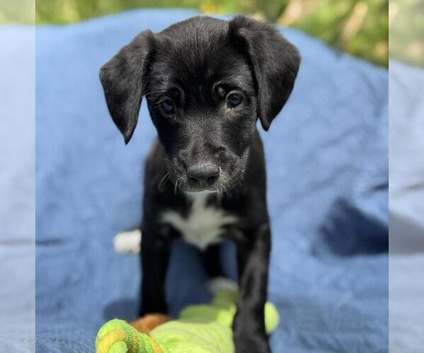Medium Photo #2 Colonial Cocker Spaniel-Unknown Mix Puppy For Sale in San Diego, CA, USA