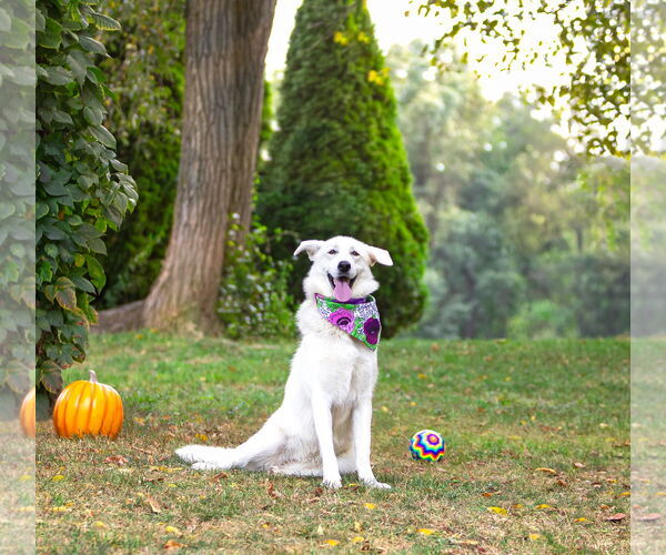 Medium Photo #6 Labrenees Puppy For Sale in Unionville, PA, USA