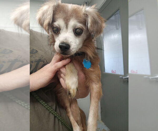 Medium Photo #4 Chihuahua-Unknown Mix Puppy For Sale in Pierceton , IN, USA