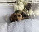 Small Photo #28 Dachshund Puppy For Sale in MARSHFIELD, MO, USA