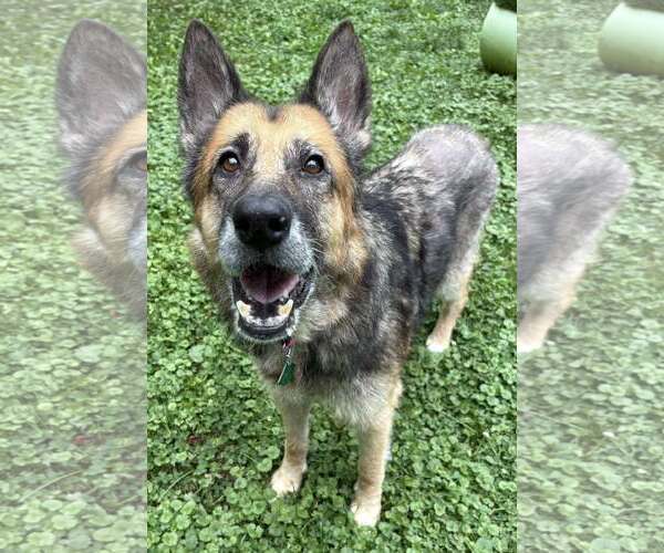 Medium Photo #3 German Shepherd Dog-Unknown Mix Puppy For Sale in Clarkston, MI, USA