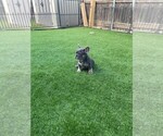Puppy 2 French Bulldog