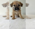 Small Photo #2 Chihuahua-Unknown Mix Puppy For Sale in Studio City, CA, USA
