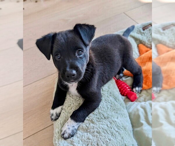 Medium Photo #1 Australian Kelpie-Unknown Mix Puppy For Sale in Marina Del Rey, CA, USA