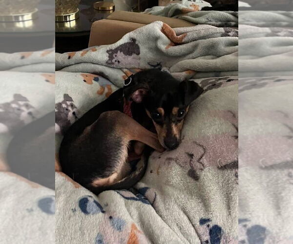 Medium Photo #5 Chihuahua-Unknown Mix Puppy For Sale in New York, NY, USA