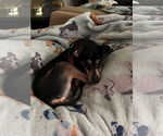 Small #4 Chihuahua Mix