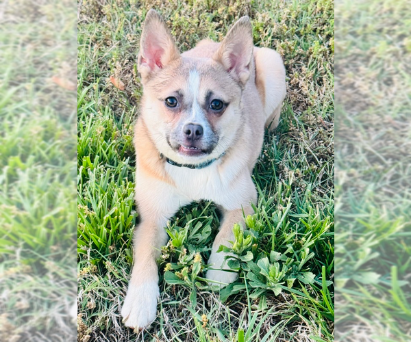 Medium Photo #1 Chihuahua-Unknown Mix Puppy For Sale in Raleigh, NC, USA